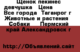 Щенок пекинес девчушка › Цена ­ 2 500 - Все города, Таганрог г. Животные и растения » Собаки   . Пермский край,Александровск г.